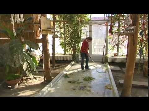 sos-papageien-e.v.---papageienschutz-in-südtirol---ein-tv-bericht