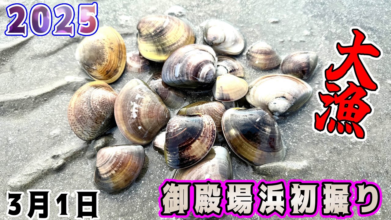 御殿場浜ハマグリ掘り【2025年3月1日】大型ハマグリゴロゴロ！無料潮干狩りで週末は決まり！
