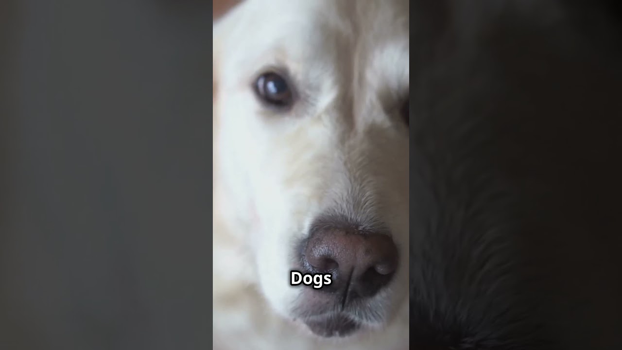 How Dogs Sense Your Emotions🐶❤️