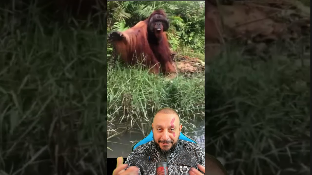 Orangotango gigante mandou voltar, ninguém passa?