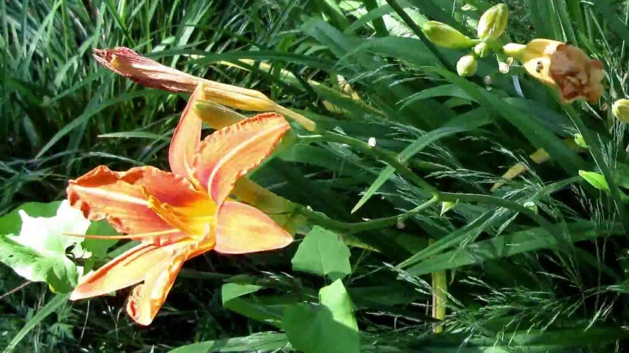 lily time lapse YouTube