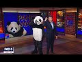 Panderwatch! DC set to get two new pandas from China