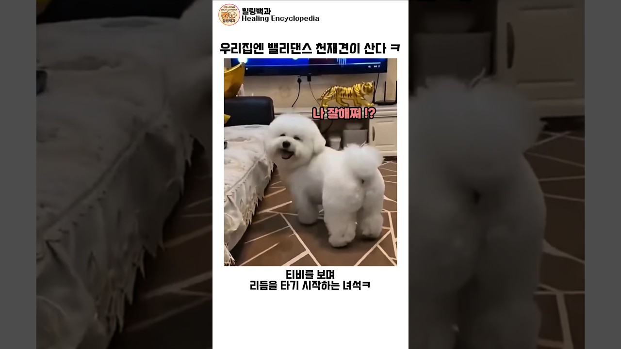 우리집엔 밸리댄스 천재견이산다ㅋㅋ