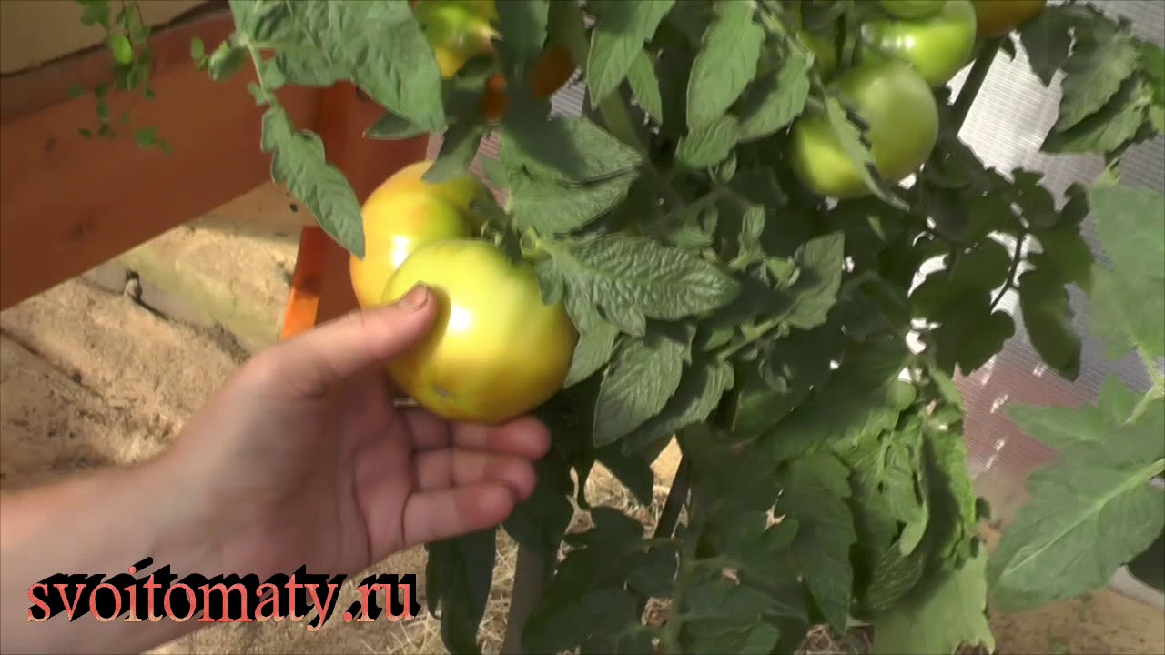 Малообъемная грядка продолжает приносить урожай - YouTube