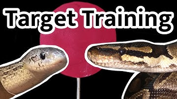 Ball Python & Corn Snake Target Training Session (and feeding)