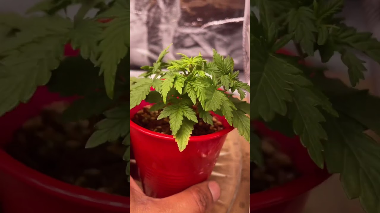 My first organic grow “Gelato mintz autoflower” 