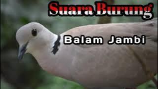 suara burung Balam Jambi