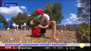 Лукашенко накопал 70 мешков картошки в своей резиденции