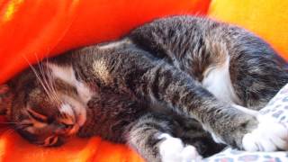 Secrets of Spring, a cat love story set to relaxing synth harp music (original composition) screenshot 5