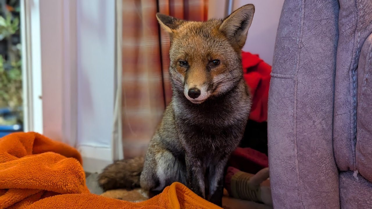 Получит ли непослушная Хайди по заслугам?