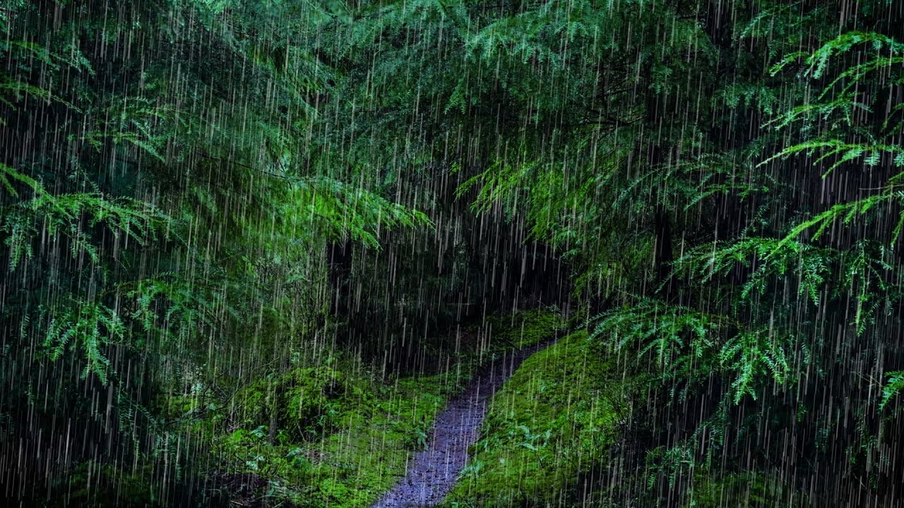 Rain Noise for Sleep in Relaxing Rainforest