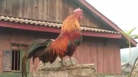 qaib cuab qaib dib qua zoo heev