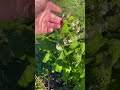 CGG Joan J has berries! #garden #gardening