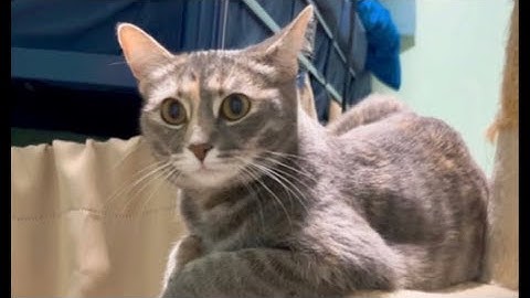 Thankfully 5 CUTE CATS! We are back to show catnip mice 🐭😱👀