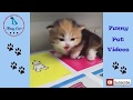 Funny and Cute Cats Video For Kids 🔴 Best Funny And Cute Cats Compilation 2018