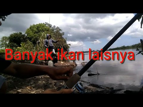 mancing-ikan-lais-mantap