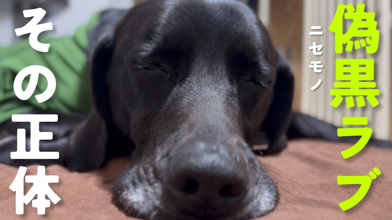 偽黒ラブの正体！至福のまどろみで癒されろ！