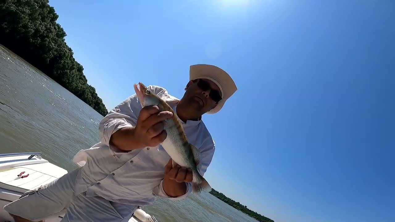 Kako leti na smuđa   Smuđ na filet