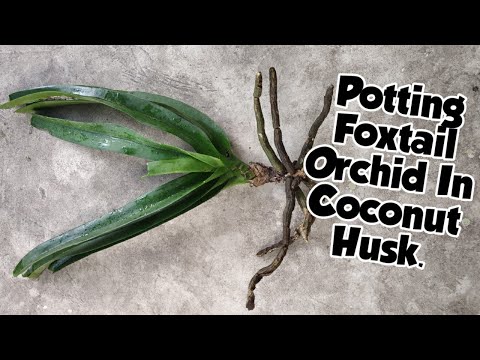 Video: Foxtail Orchid Care - Pelajari Cara Menanam Tanaman Anggrek Rhynchostylis Foxtail