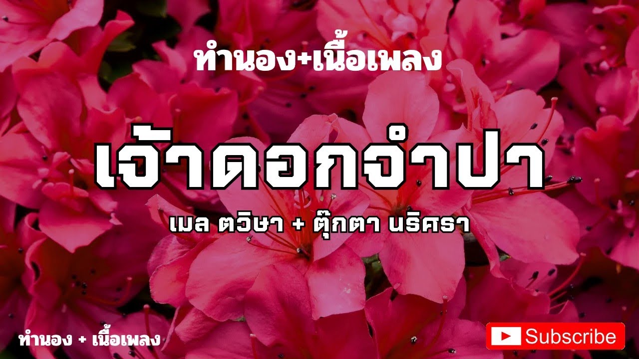 เจ้าดอกจำปา ( ເຈົ້າດອກຈຳປາ )| เมล ตวิษา + ตุ๊กตา นริศรา | #เนื้อเพลง #เนื้อร้อง เจ้าดอกจำปา ( ເຈົ້າດອກຈຳປາ )| เมล ตวิษา + ตุ๊กตา นริศรา | #เนื้อเพลง #เนื้อร้อง
