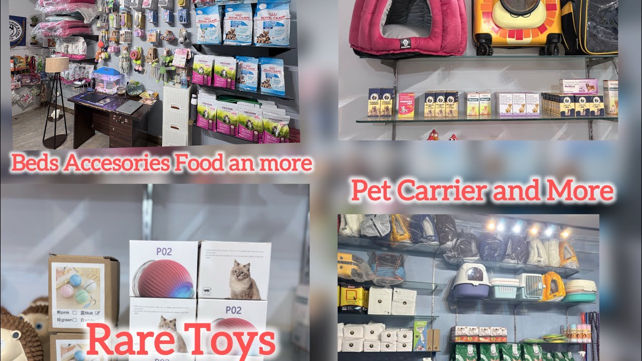 Pet Shop Tour | Pet Shop in Lucknow 
