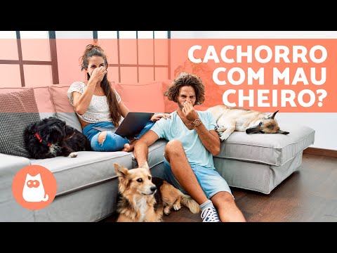 Vídeo: Por que meu cachorro cheira tão mal?