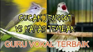 MIX CUCAK JENGGOT VS KAPAS TEMBAK |birds singing| |birds training|