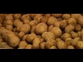 Alles Wissenswerte über die Kartoffel | Burgis
