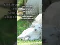 POWER OF LOVE CELINE DION Viral Shorts LOVE Power Shortvideo