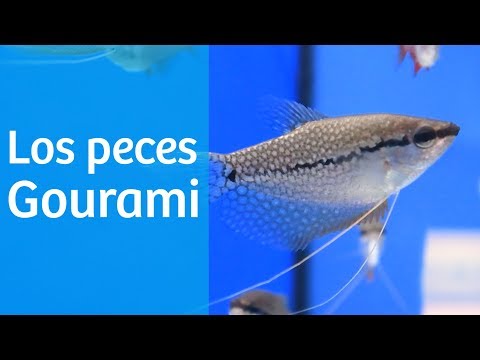 Video: ¿De dónde vienen los gouramis?