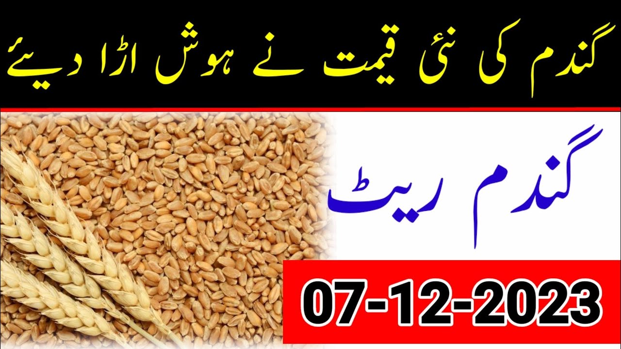 Today Wheat rate in punjab pakistan 7 December - gandam price -daily ...