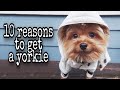 10 Reasons to get a Yorkie