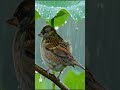 A Sparrow&rsquo;s Shelter: Nature&rsquo;s Umbrella in the Rain