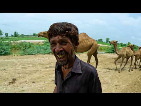 Camel-Herder of Rahim Yar Khan
