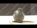 ベランダに来たスズメの子。