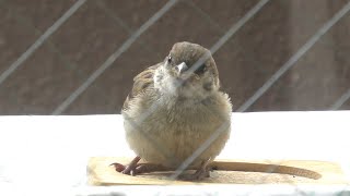 ベランダに来たスズメの子。