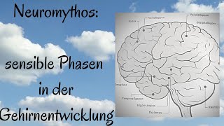 Neuromythos Sensible Phasen Gehirnentwicklung