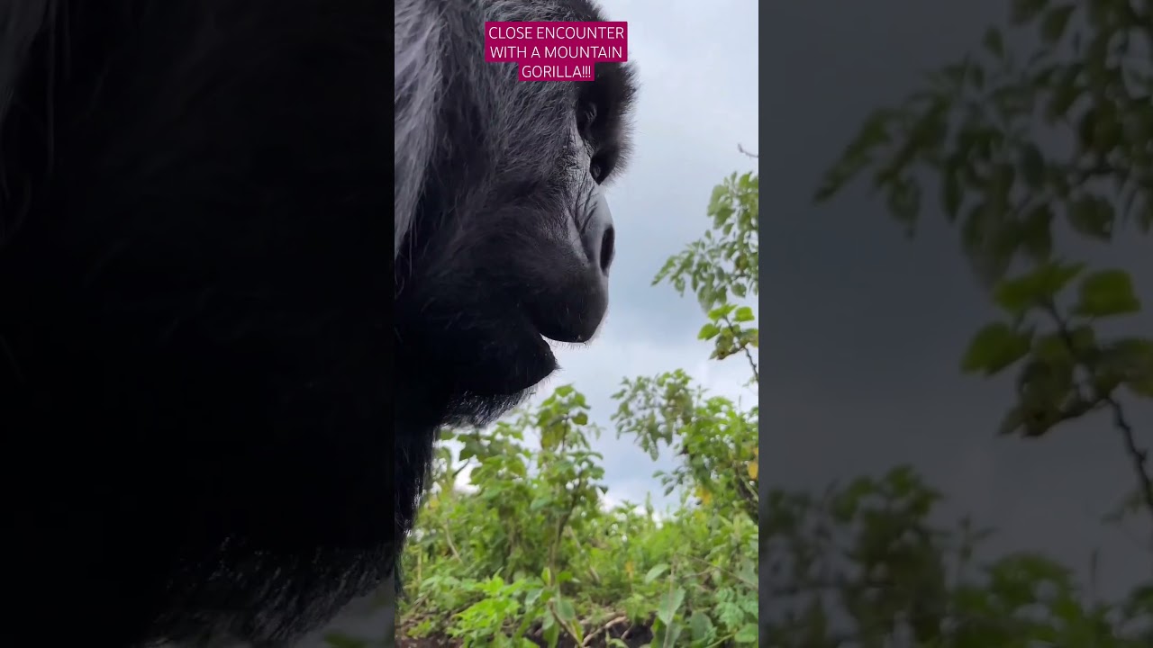 CLOSE ENCOUNTER WITH A MOUNTAIN GORILLA!!! 