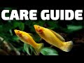 Molly Fish Care Guide - Aquarium Co-Op