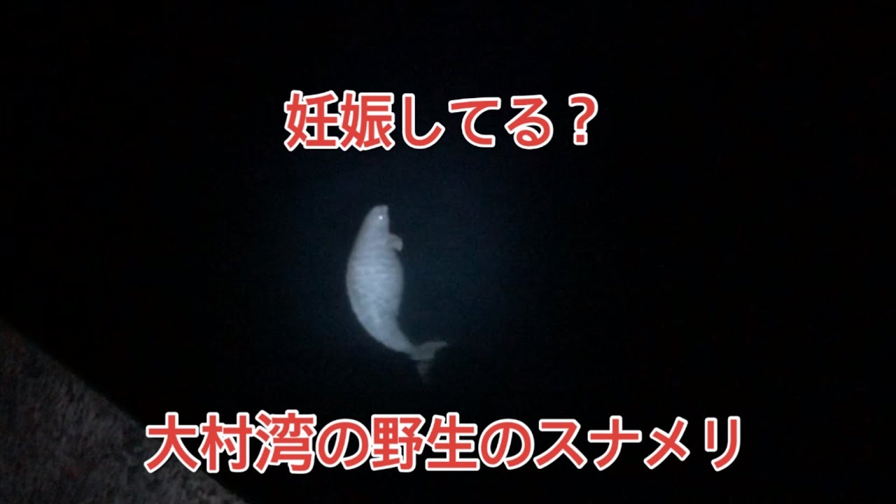 大村湾 スナメリ 大村湾 野生の妊娠しているスナメリの動画 スナメリ Youtube 大村湾 スナメリ 大村湾 野生の妊娠しているスナメリの動画 スナメリ Youtube