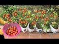 Use sacks to grow Tomatoes at home, easy and inexpensive