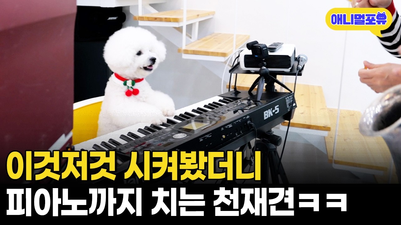 강아지 탈을 쓴 사람이 맞다ㅋᄏᄏ 살림부터 악기 연주까지 가능한 천재견ㅣKBS 생활의 발견 230425 방송