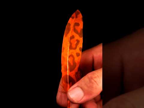 Burning 🔥 a Feather 🪶  at 1200FPS #slowed #slowmotion