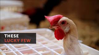 Freed Hens