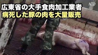 広東省で病死した豚の肉が市場に大量流入｜アフリカ豚コレラ｜中国情報 ｜豚肉