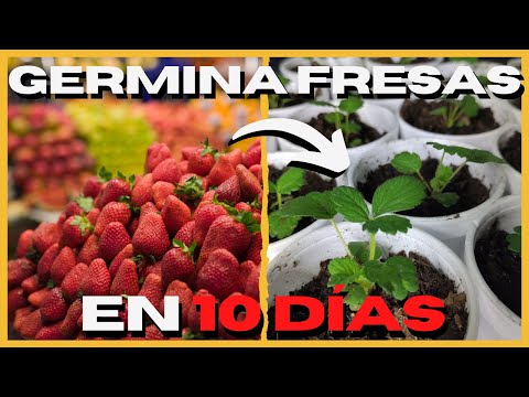 Video: Cómo Plantar Semillas De Fresa