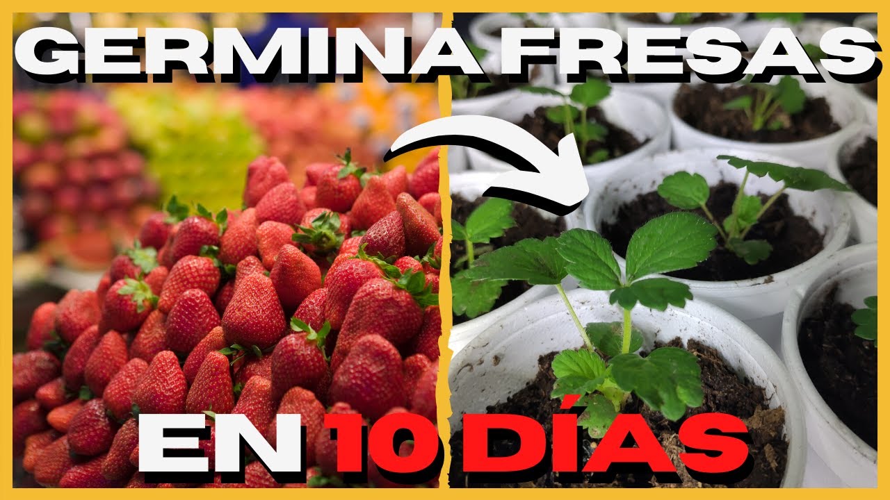 🍓 Como GERMINAR Semillas de FRESA FACIL y RAPIDO 🥇