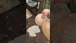 How to deter wasps?