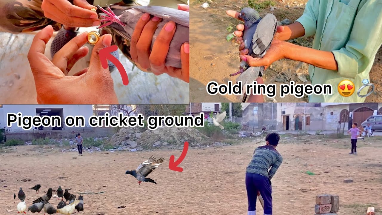 Gold ring pigeon ghar k ander mila 🥺💍 !! Jungli kabutaro me udaa diya kabutr 🕊