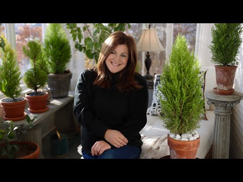 Video: Growing Lemon Cypress Trees - Lemon Cypress Plant Care